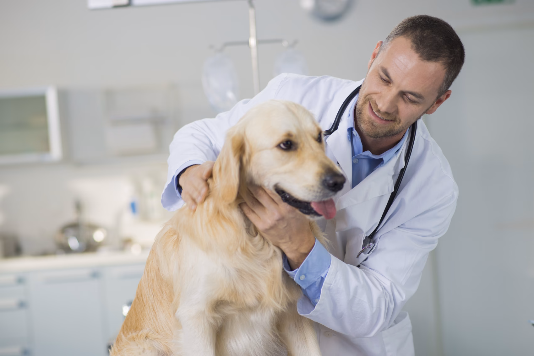 What is Fox Lake animal hospital?