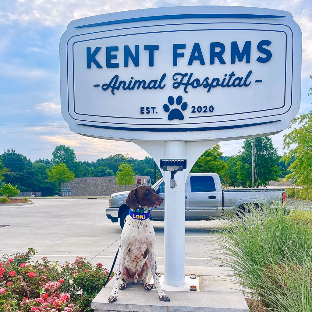 Is animal House a good vet?