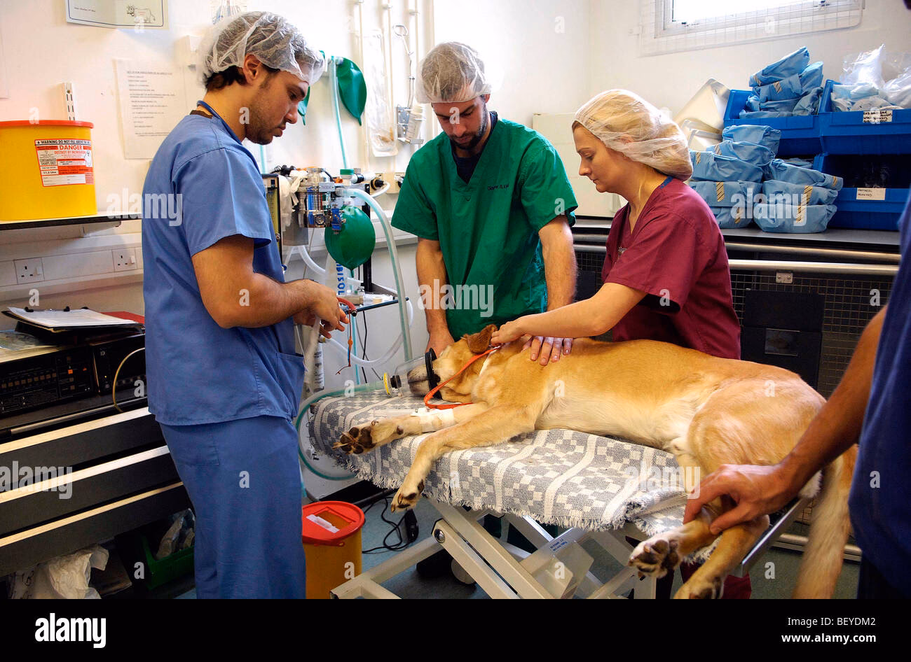 Who is Veterinary Specialists Scotland?