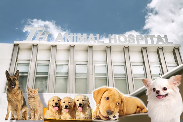 Where can I find a small animal hospital in Thailand?