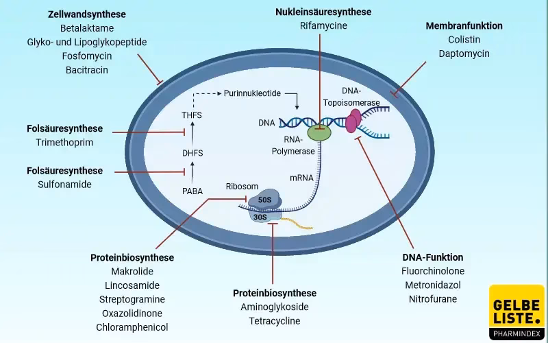 Was ist der Unterschied zwischen Penicillin und Beta-Laktam-Antibiotika?