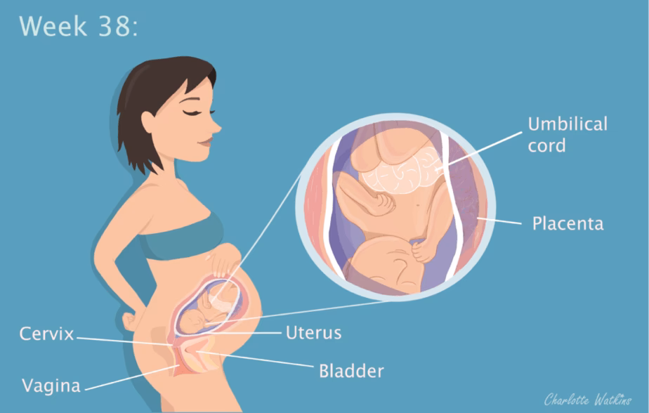 Is 38 weeks pregnant a full-term baby?