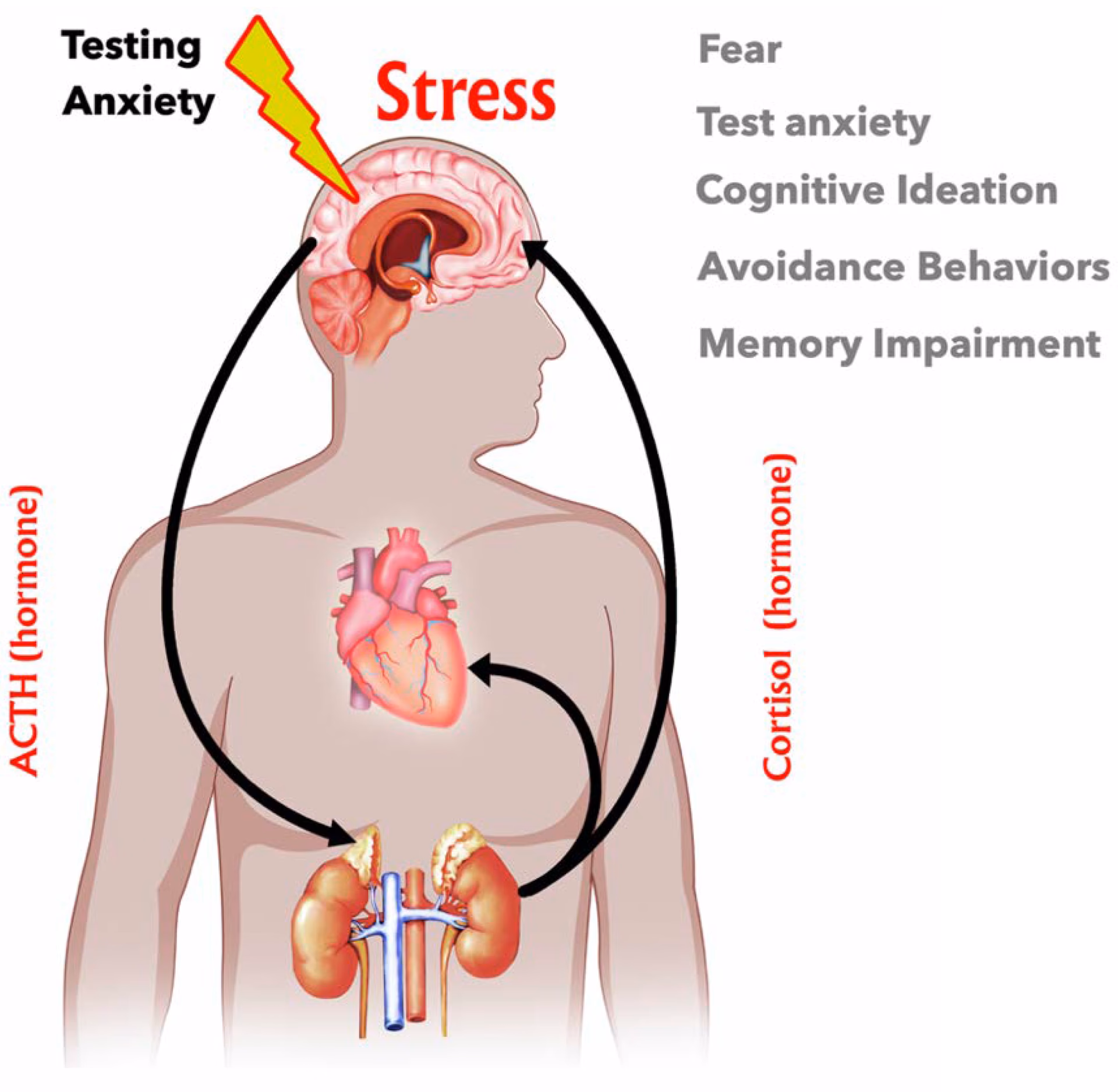 What hormones cause anxiety?
