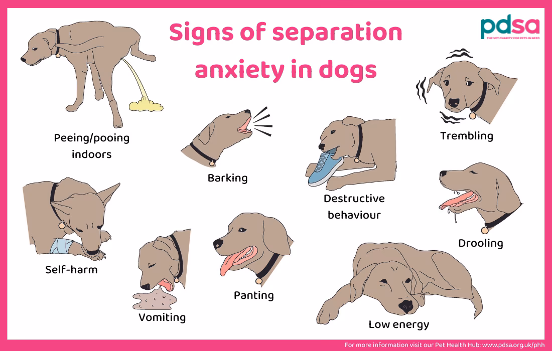 How do I know if my dog has anxiety?