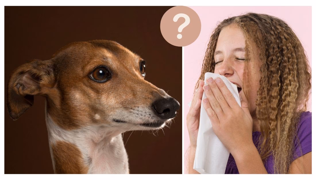 Are Greyhounds sensitive?