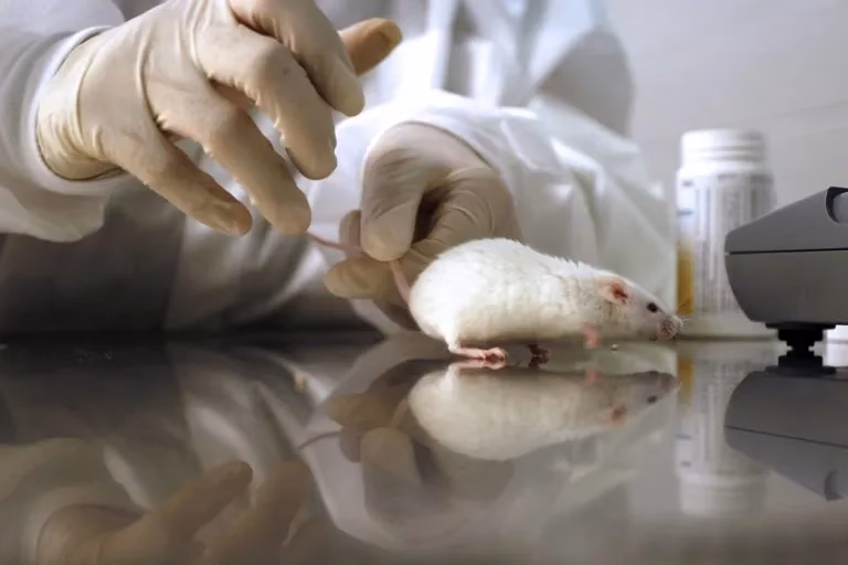 Can mice be used in medical research?