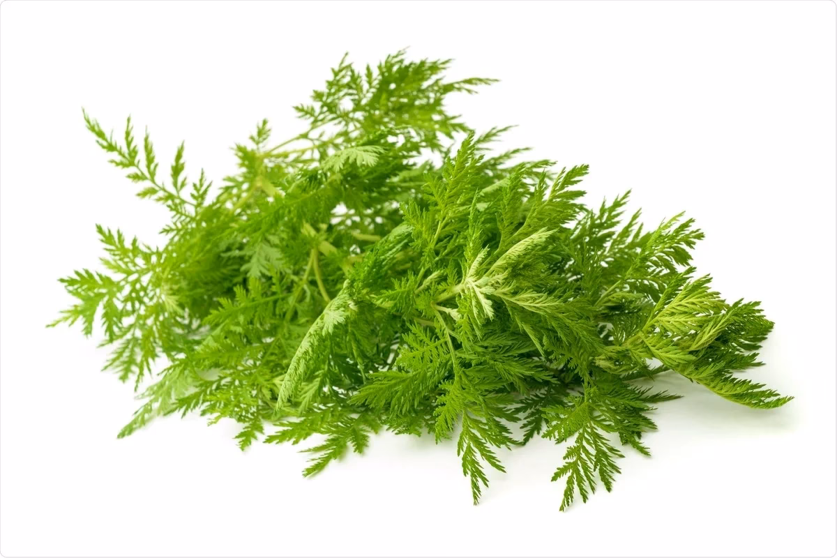 What is Artemisia used for?