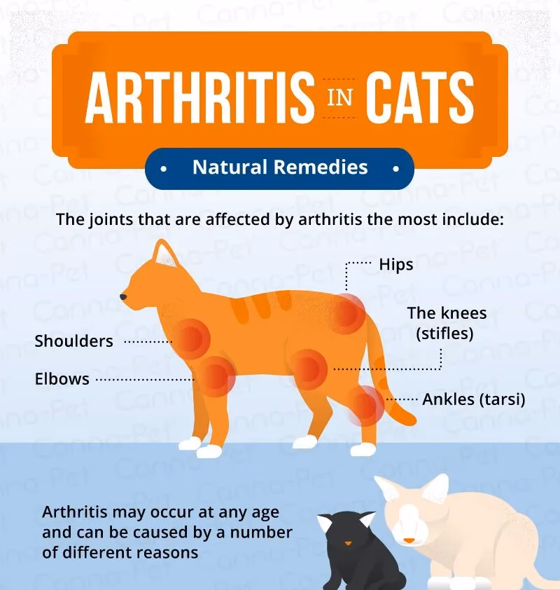 Does my cat have osteoarthritis?