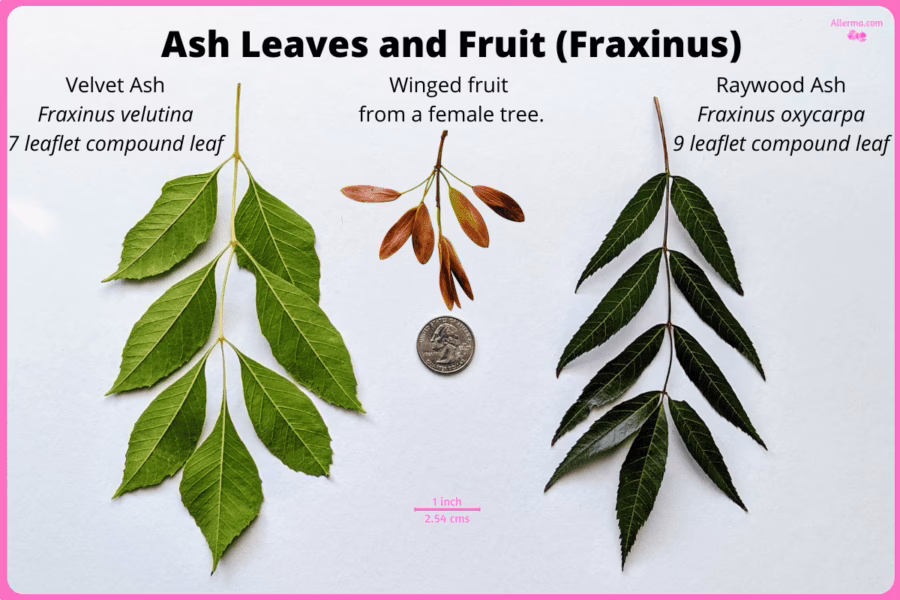 Do ash trees cross-react with Olive pollen?