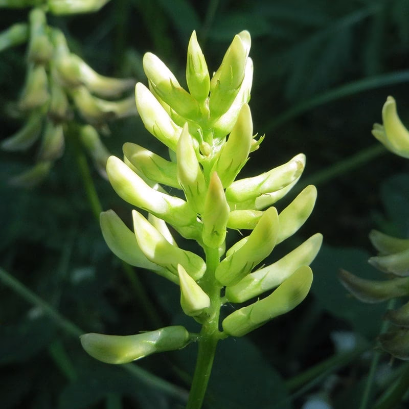What is Astragalus glycyphyllos?