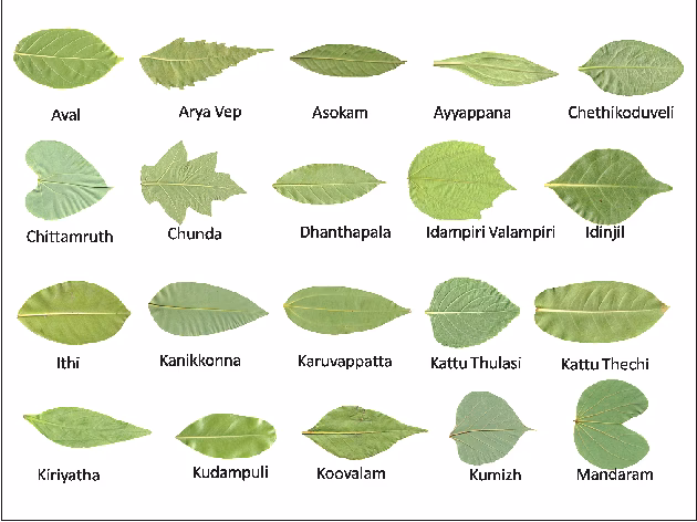 What are the best medicinal trees in India?