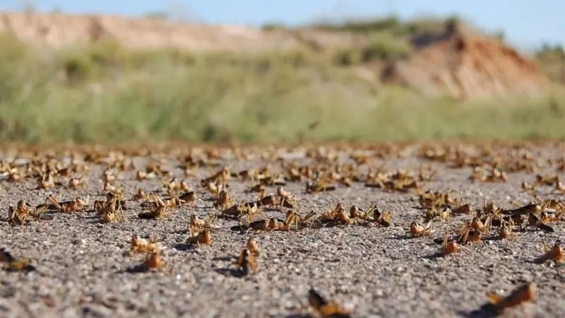 Can a swarm of locusts lead to starvation in Africa?