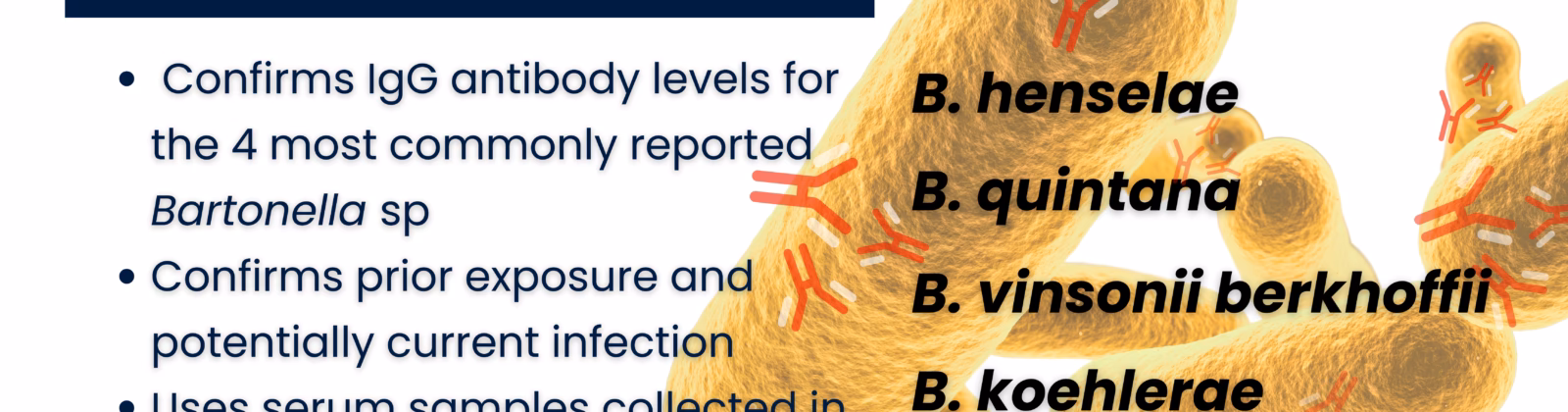 How is Bartonella infection diagnosed?