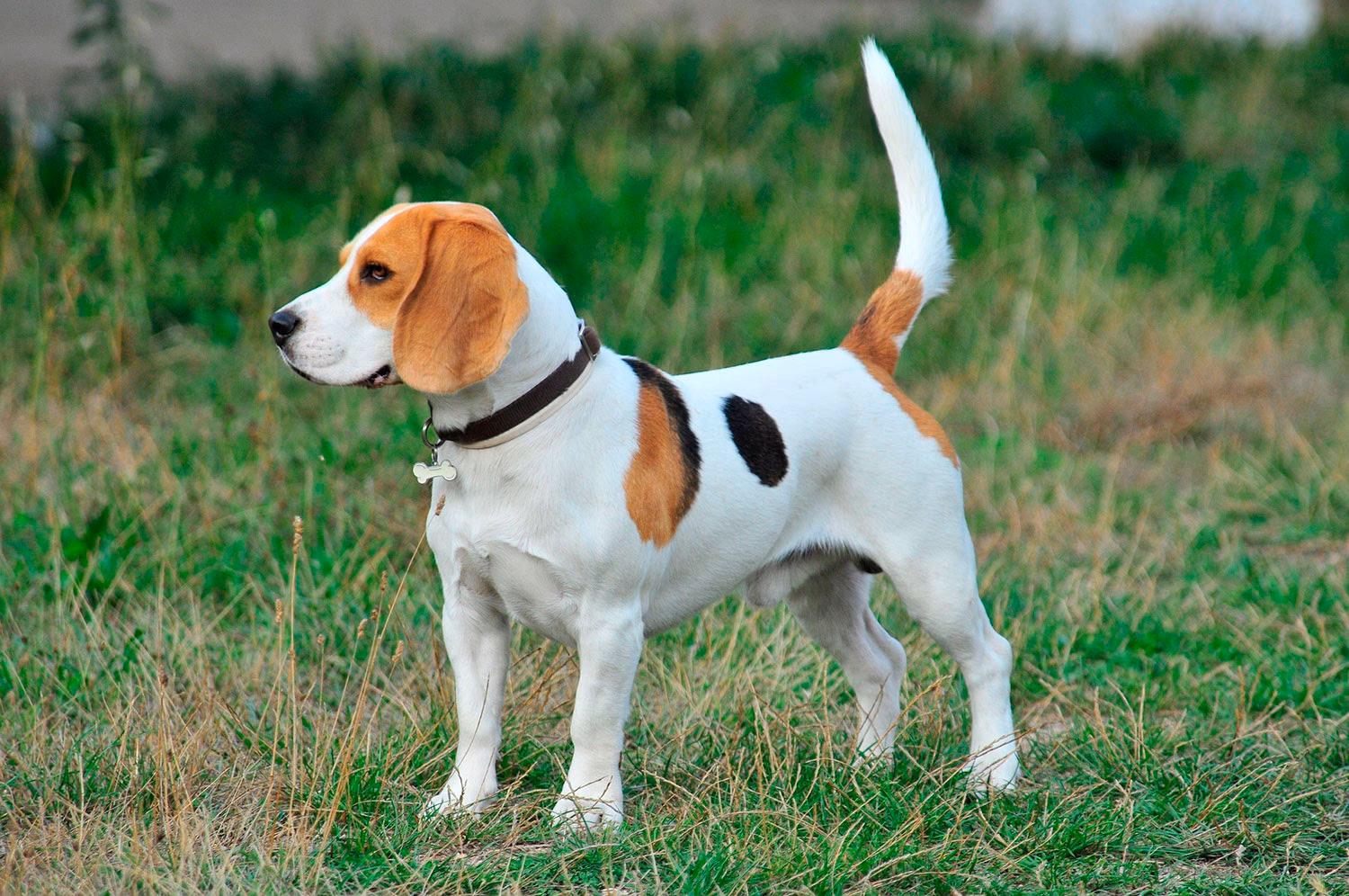 Can dog food cause allergies?