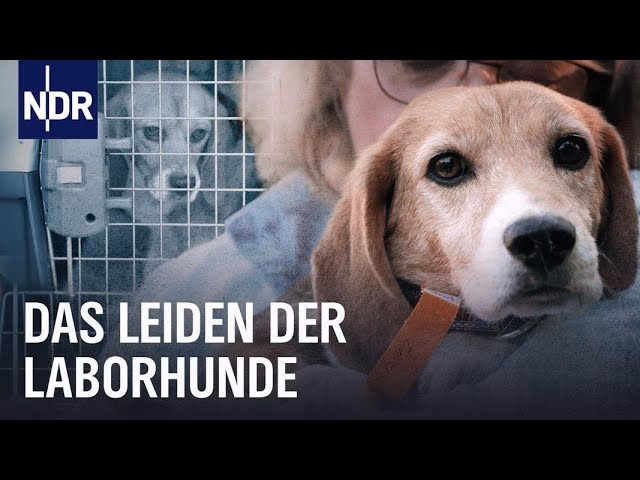 Was ist die größte Herausforderung beim Beagle?