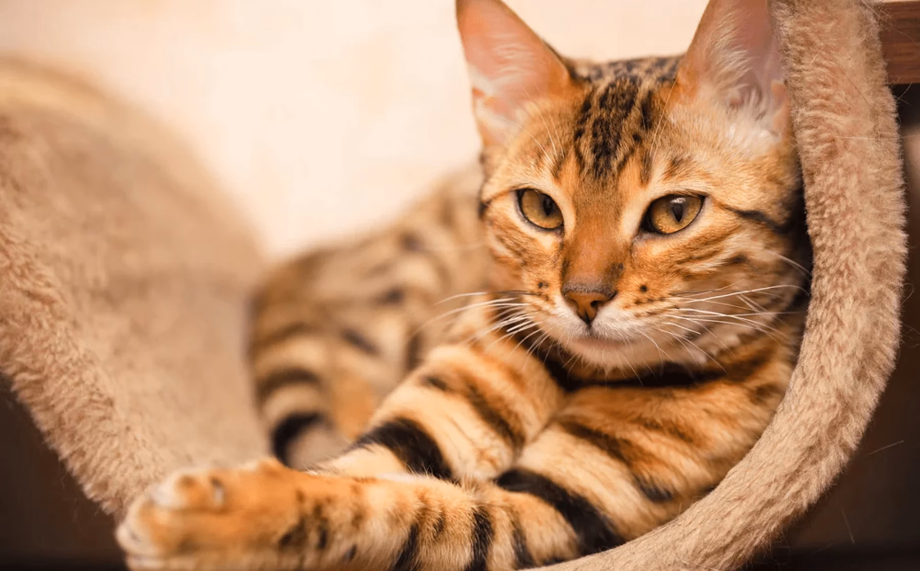 Do Bengal cats have pelts?