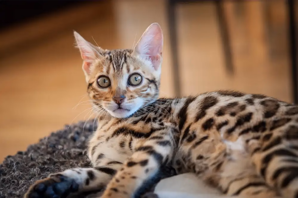 Can you adopt a Bengal kitty if you have allergies?