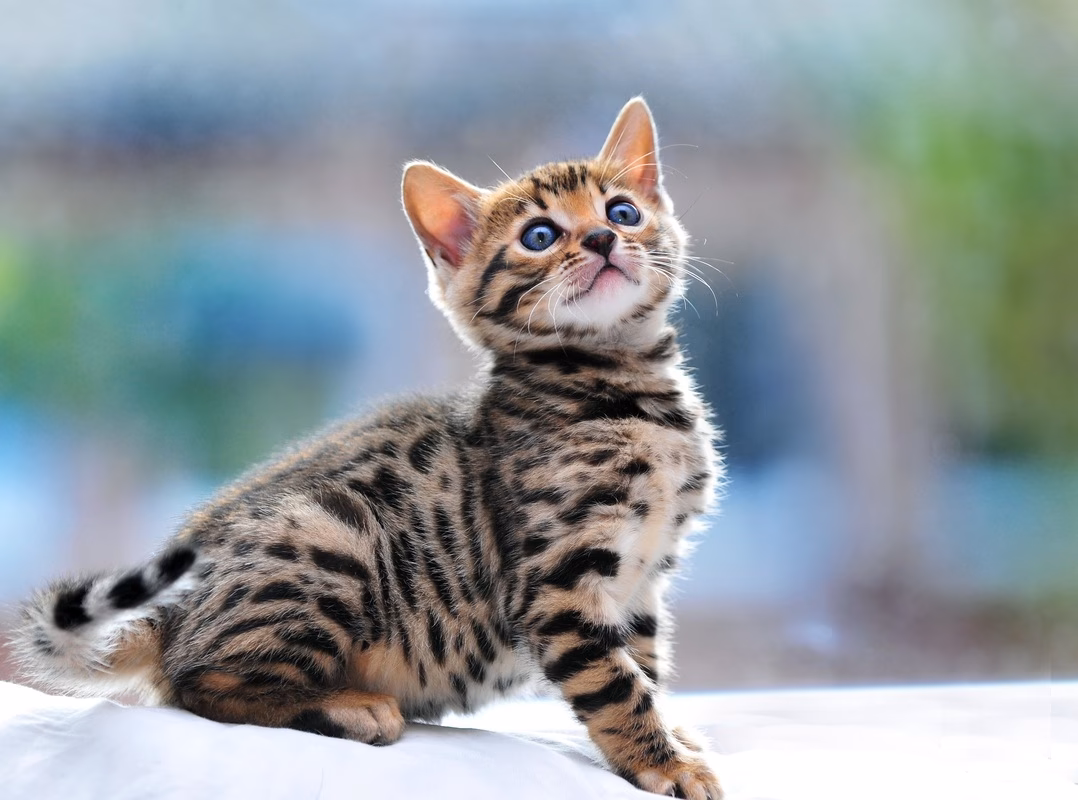 How do I know if my Bengal cat is allergic?