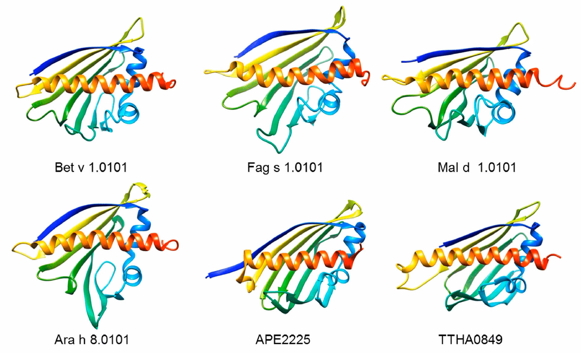 Is PYR c 1 A Bet v 1 allergen?