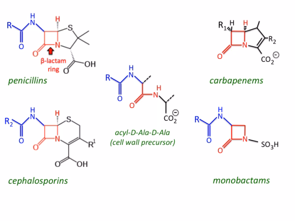 Does -lactam monotherapy delay clinical stability in community-acquired pneumonia?