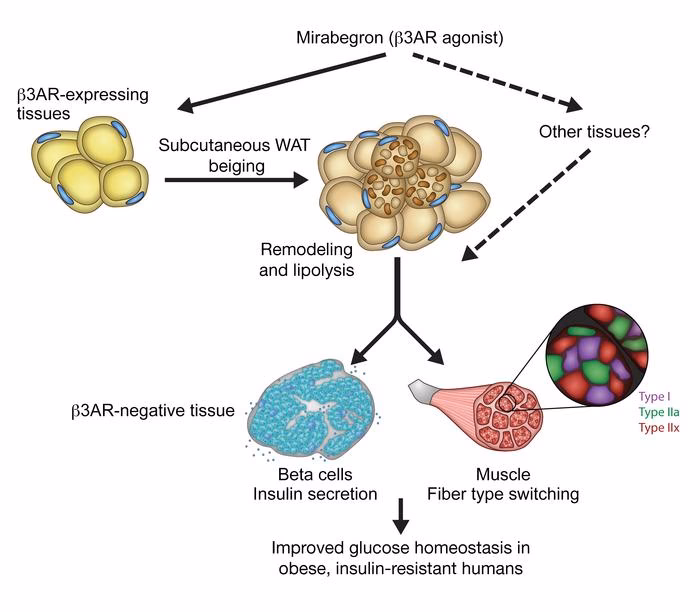 What is a beta3 agonist?