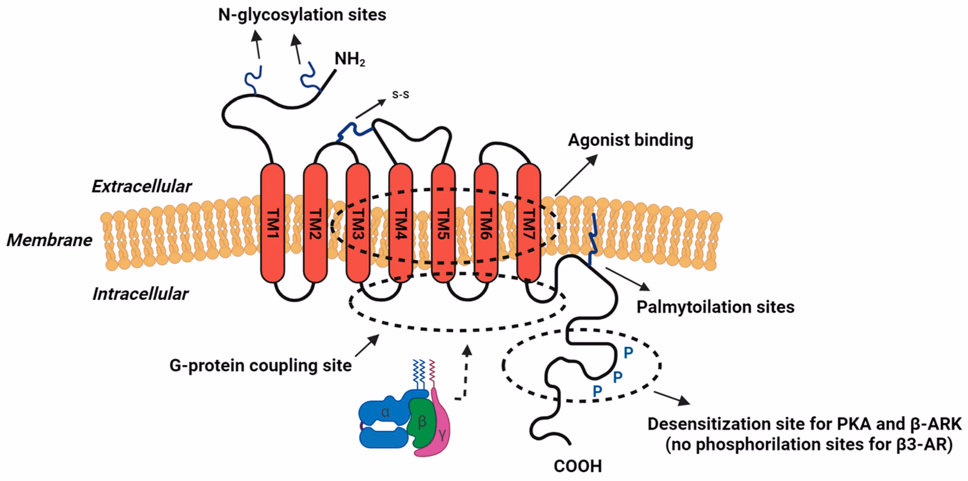 What is a beta3 agonist?