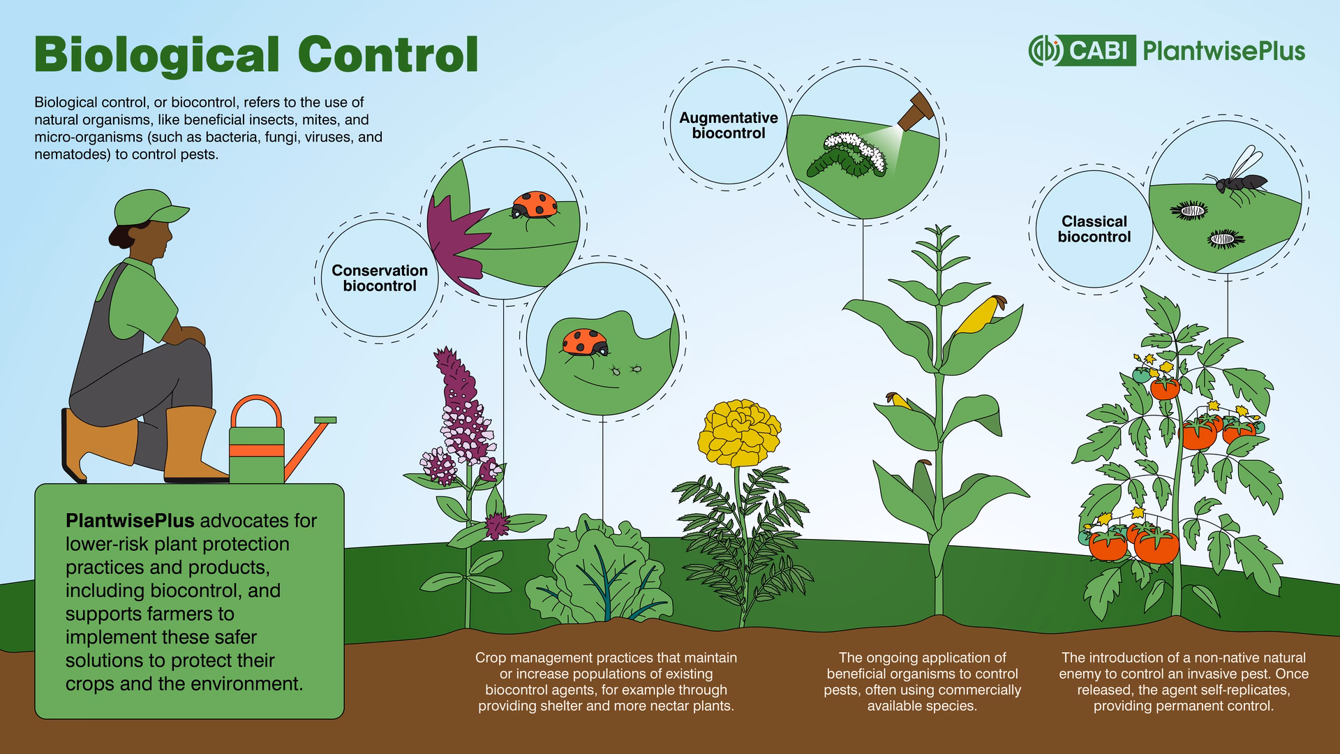 How does biological control work?
