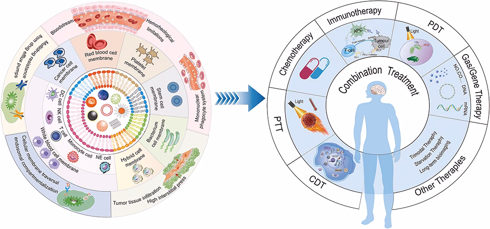 What is biomimetics & how does it work?