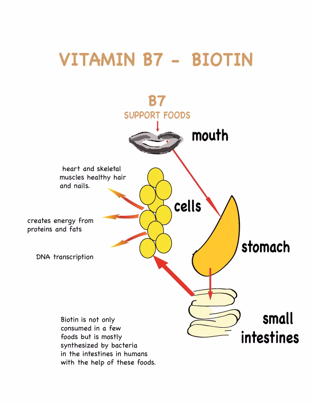 How does vitamin B7 (biotin) interact with other medications?