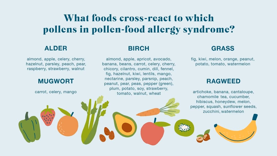 Can birch pollen cause allergic rhinitis?