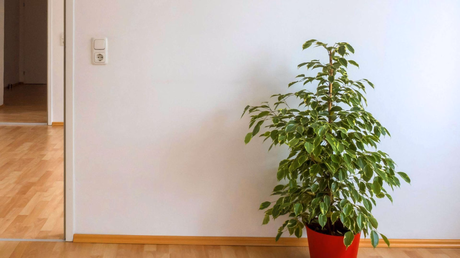 Was tun bei Birkenpollenallergie?