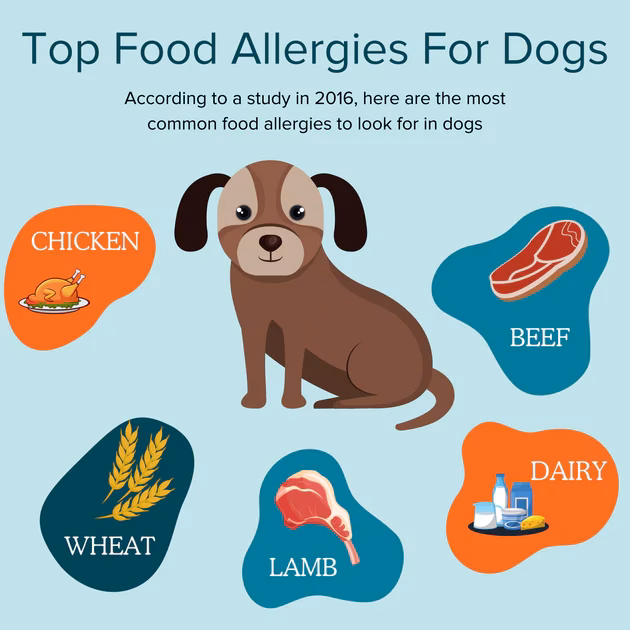 How does bison dog food work?