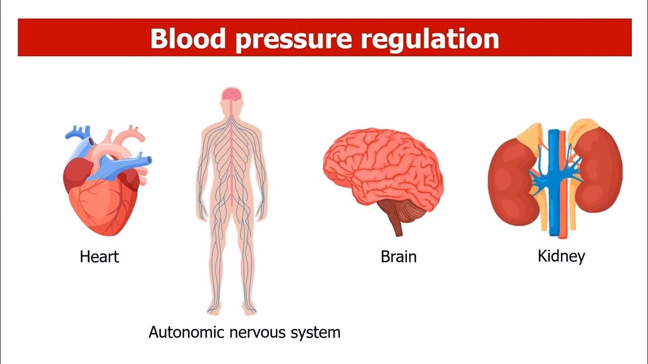 How do baroreceptors regulate blood pressure?