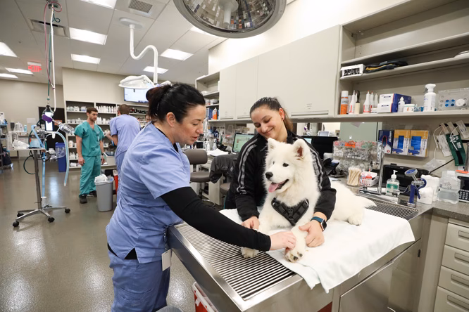 Does BluePearl accept Care Credit?