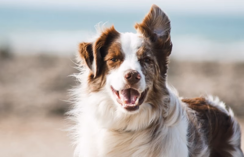 How do I Keep my Border Collie from getting dander & allergies?
