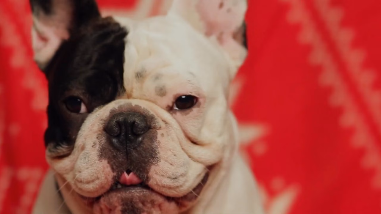 What challenges does a brachycephalic dog face?