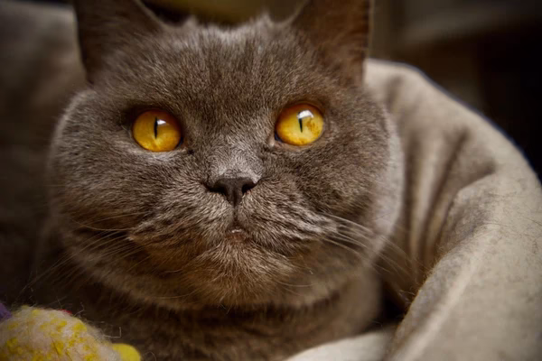 Are British Shorthair hypoallergenic?
