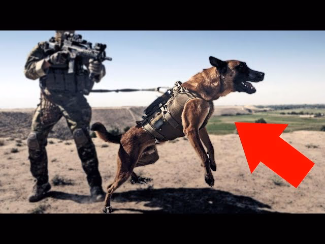 Did a SAS dog handler rescue a dog?