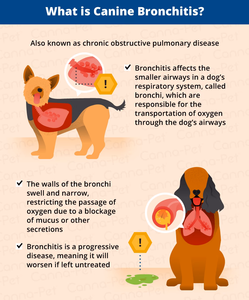 What medications are used to treat canine bronchitis?