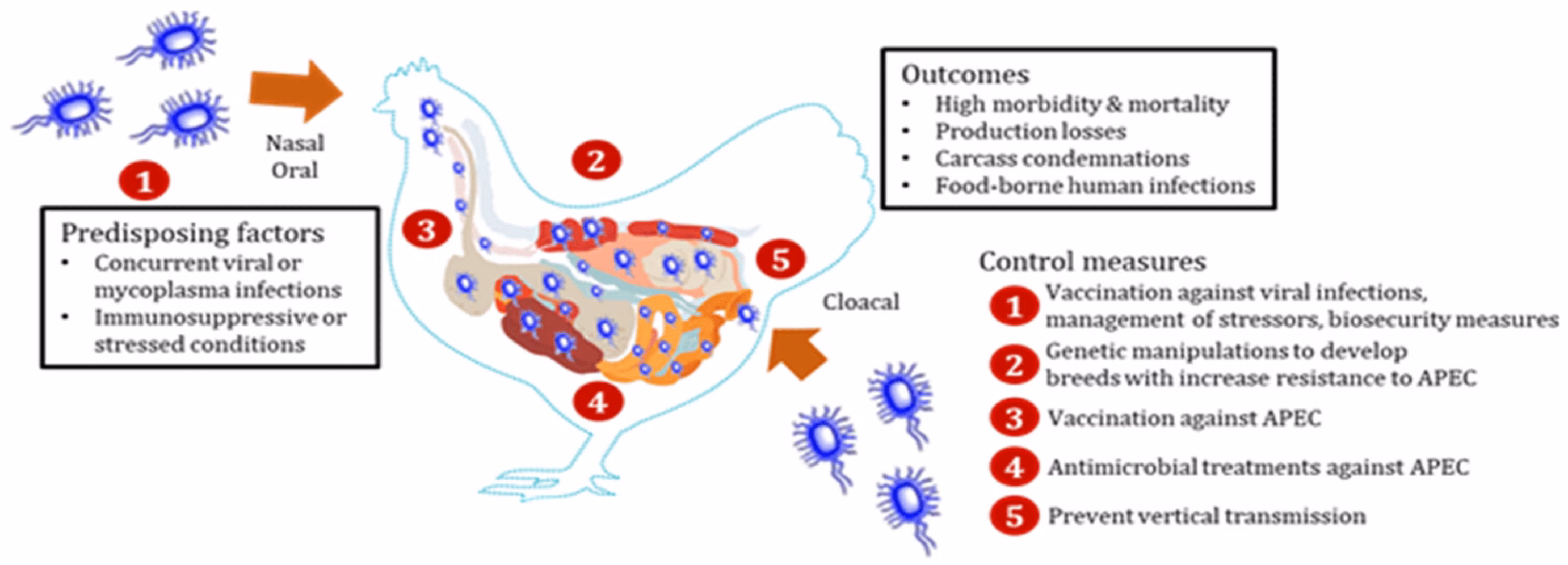 What is E coli in lungs?