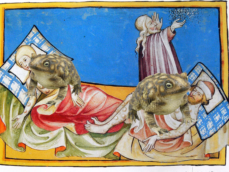 What is a bubo adenitis?