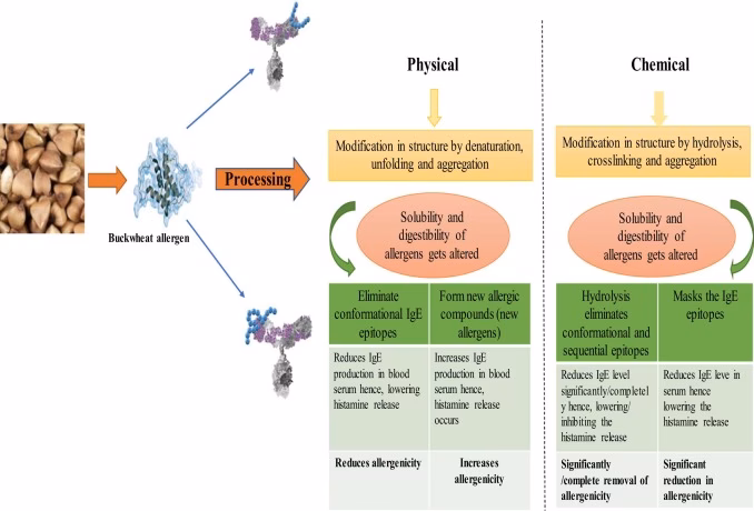 Can you be allergic to buckwheat?