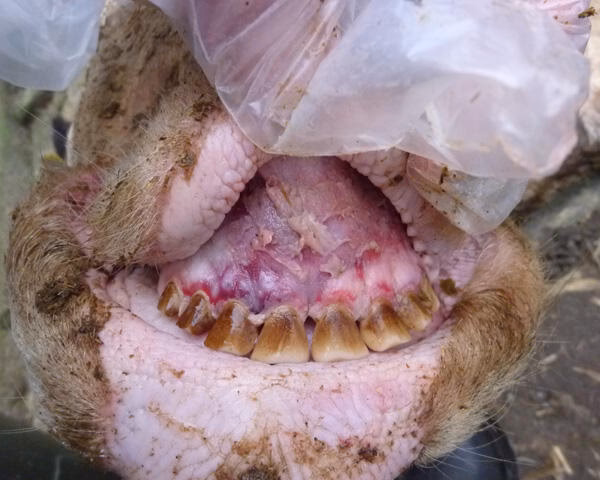 Wie wird das BVD-Virus untersucht?