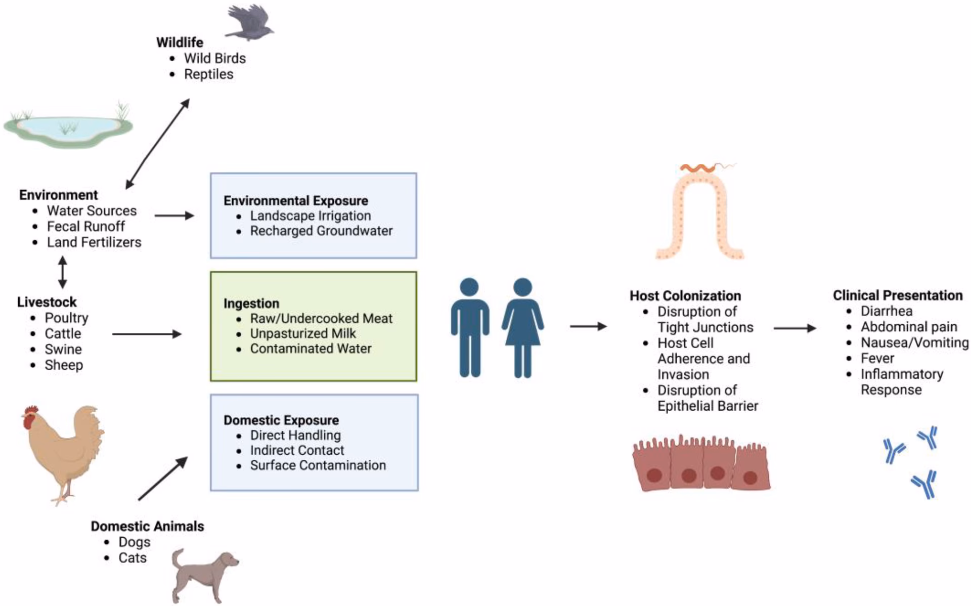 What foods can be contaminated with Campylobacter jejuni?