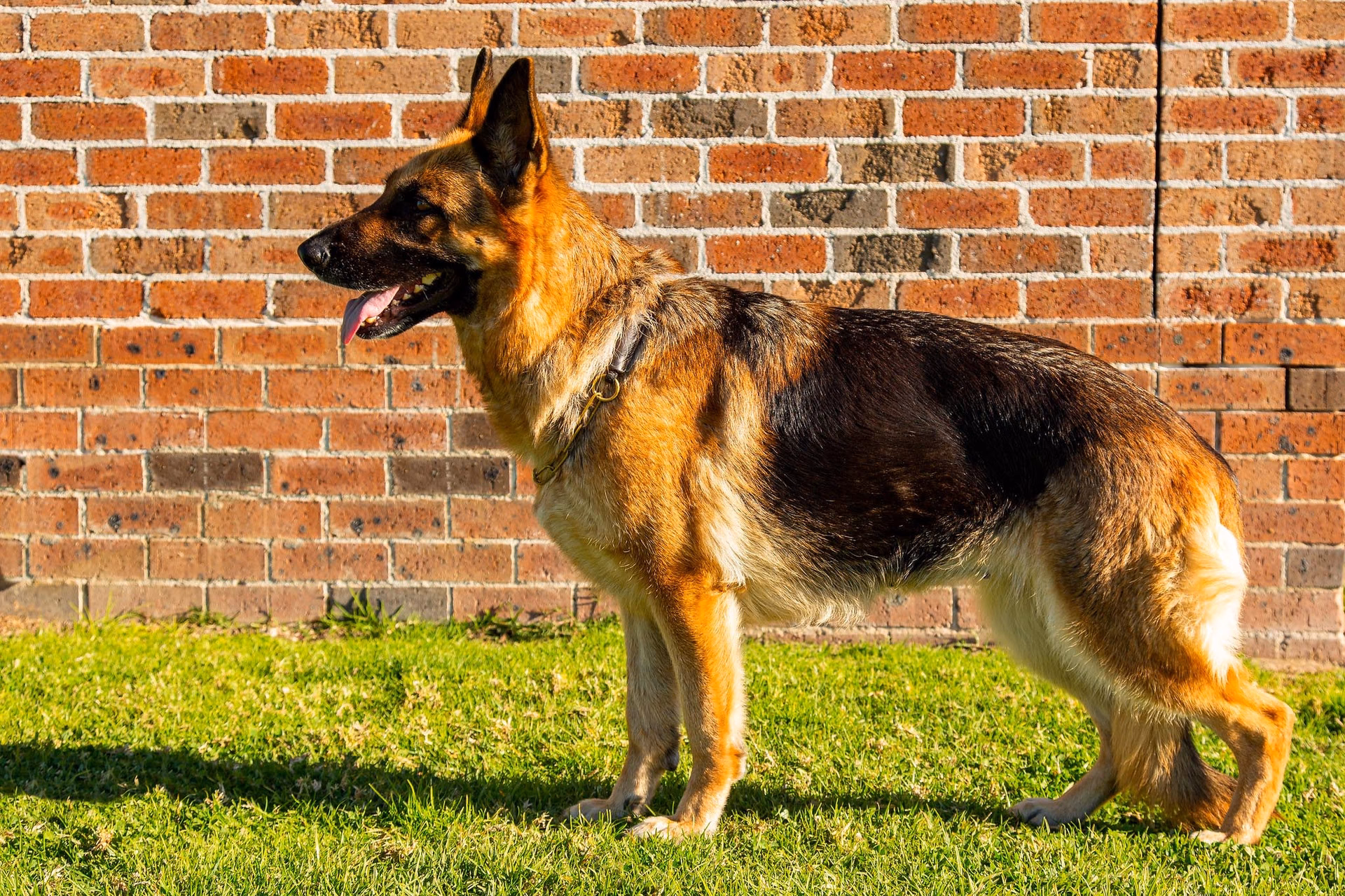 What is a Canis lupus familiaris?