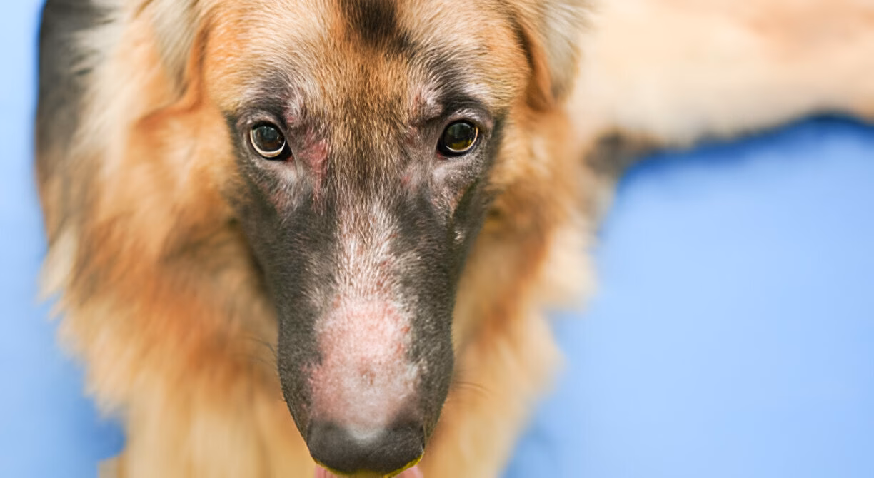 Are Cairn terriers good dogs?