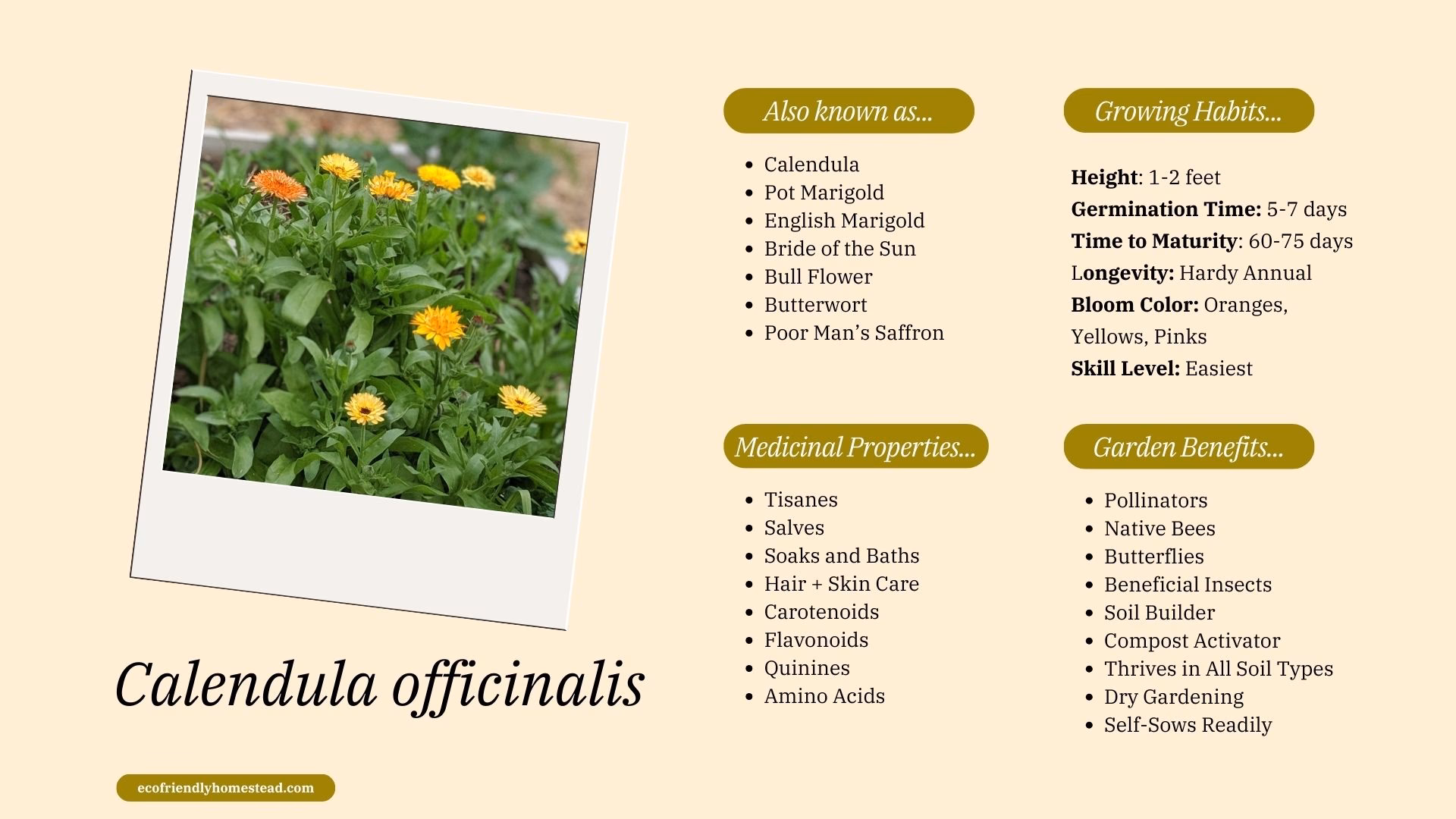 Why is Calendula a good plant?