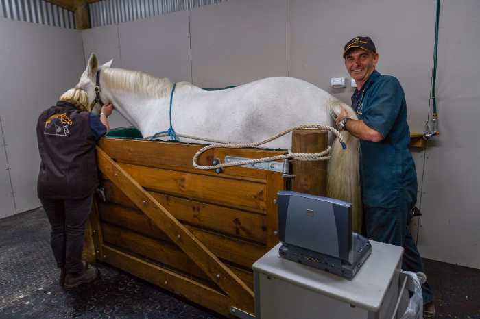 How do I contact the equine clinic?