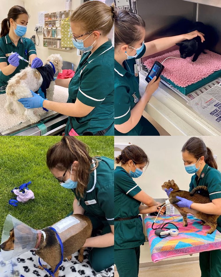 Will I get onto the Cambridge VET course?