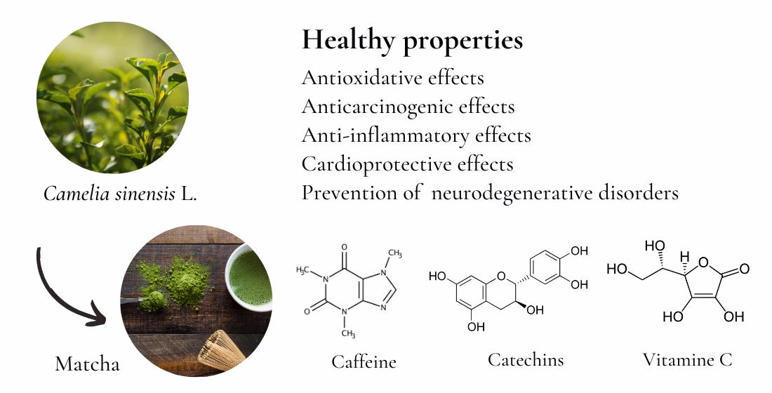 What are the side effects of Camellia sinensis leaf extract?